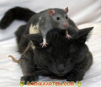 Partina City barrière Slang LachKaarten.com - Dieren - Als kat en muis