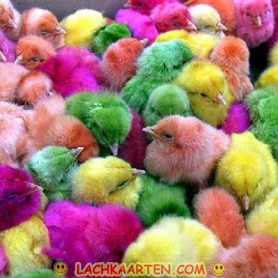 Gekleurde kipjes voor pasen