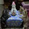 Verjaardagsfeest kat